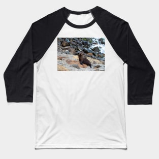 New Zealand Fur Seal, New Zealand Baseball T-Shirt